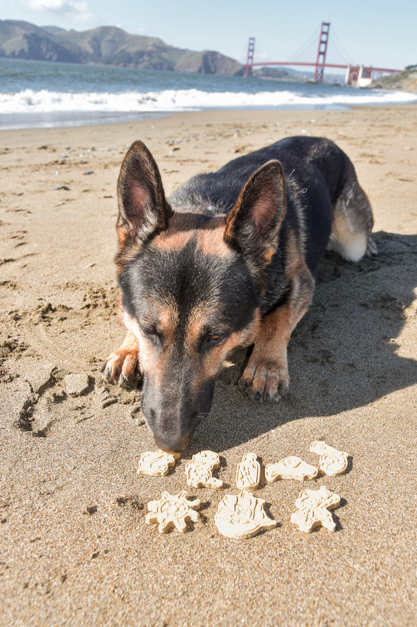 Paws by the Sea Collection