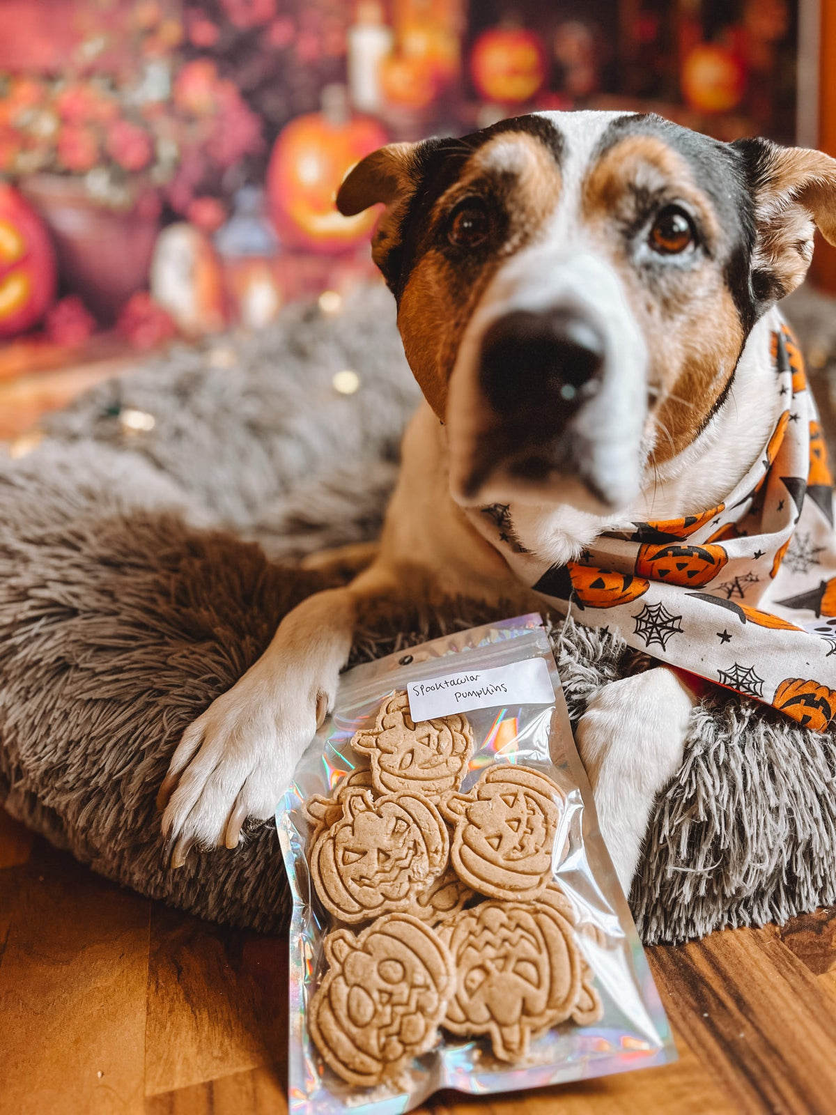 Harvest Hound Collection