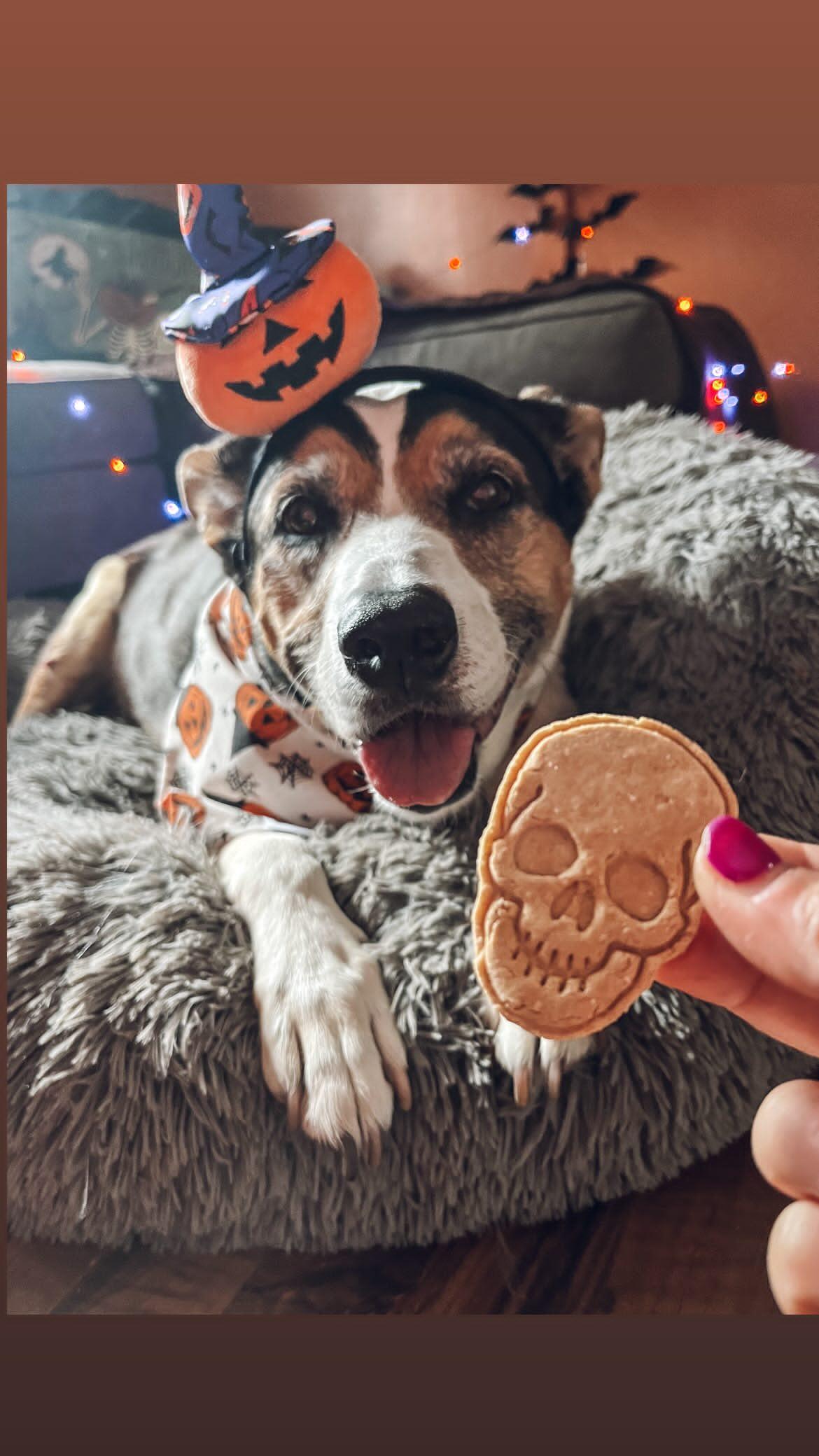 Bone Appétit 🦴