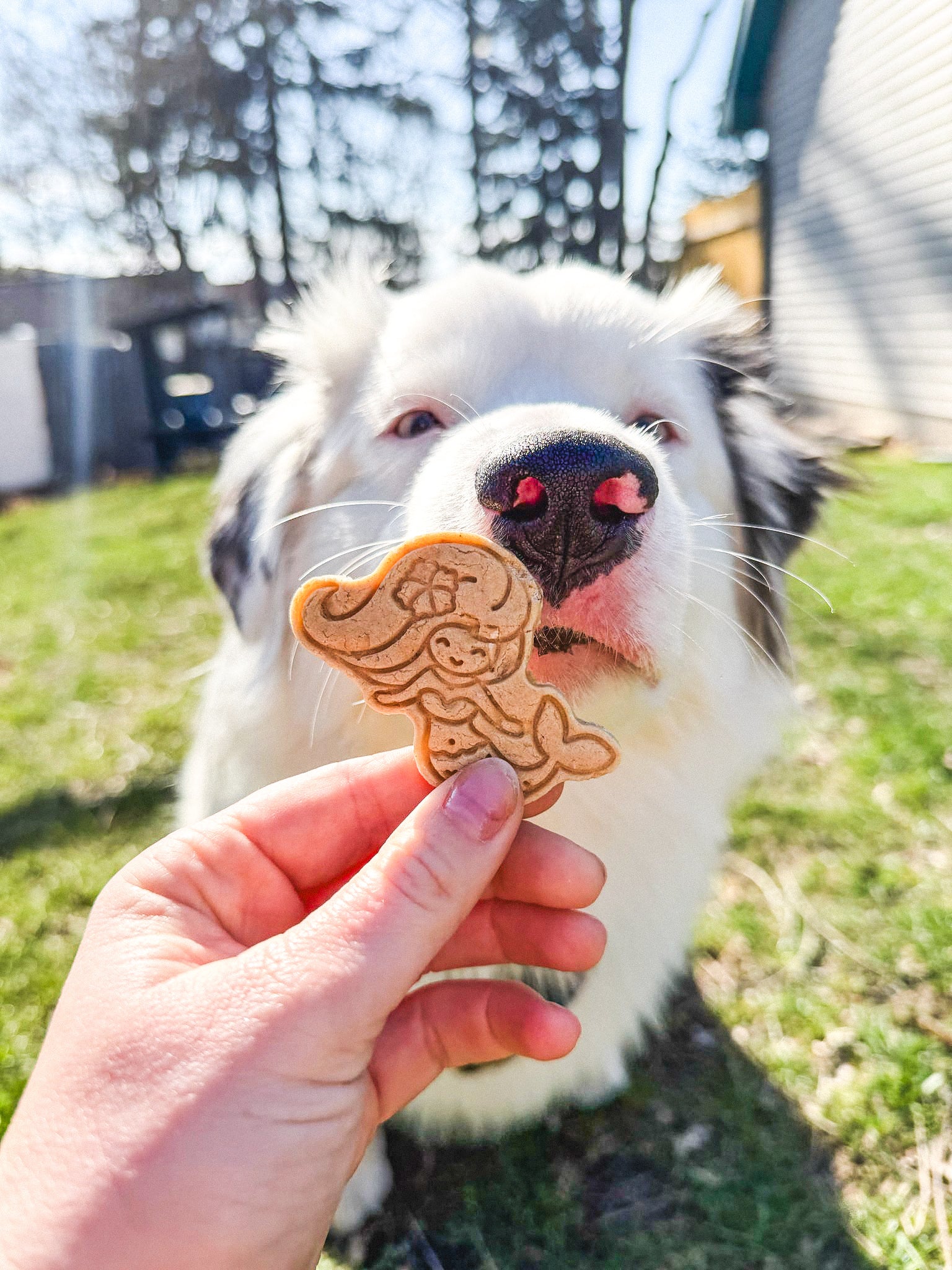 Mer-Pup Magic 🧜‍♀️