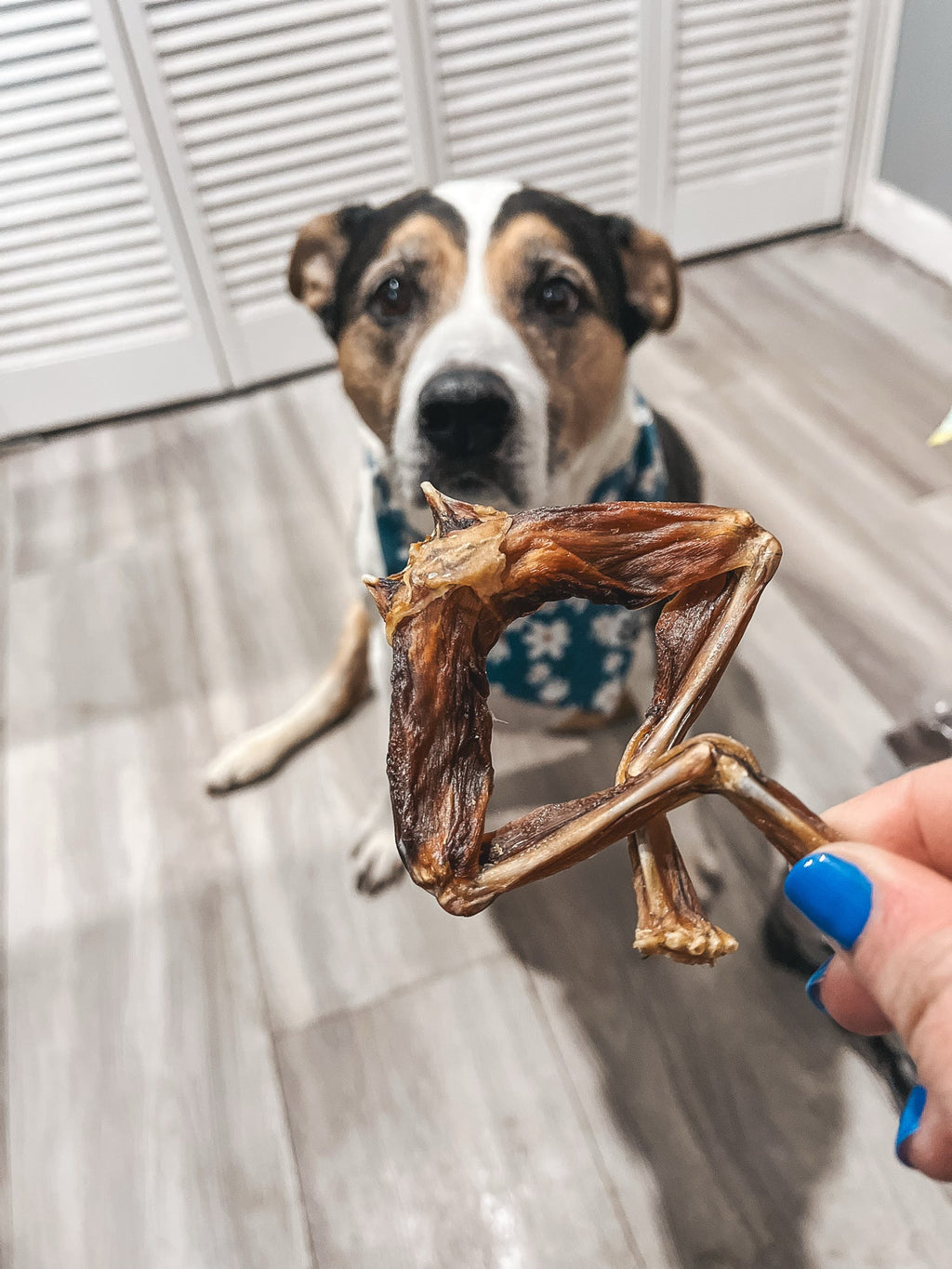 Frog Legs 🐸