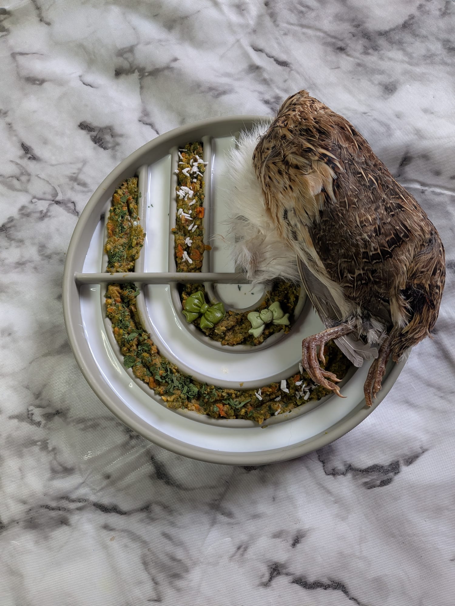 Large Whole Prey Quail 🪶