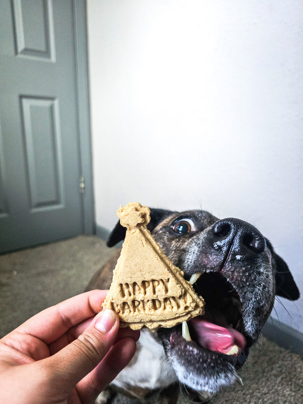 Happy Barkday 🎂