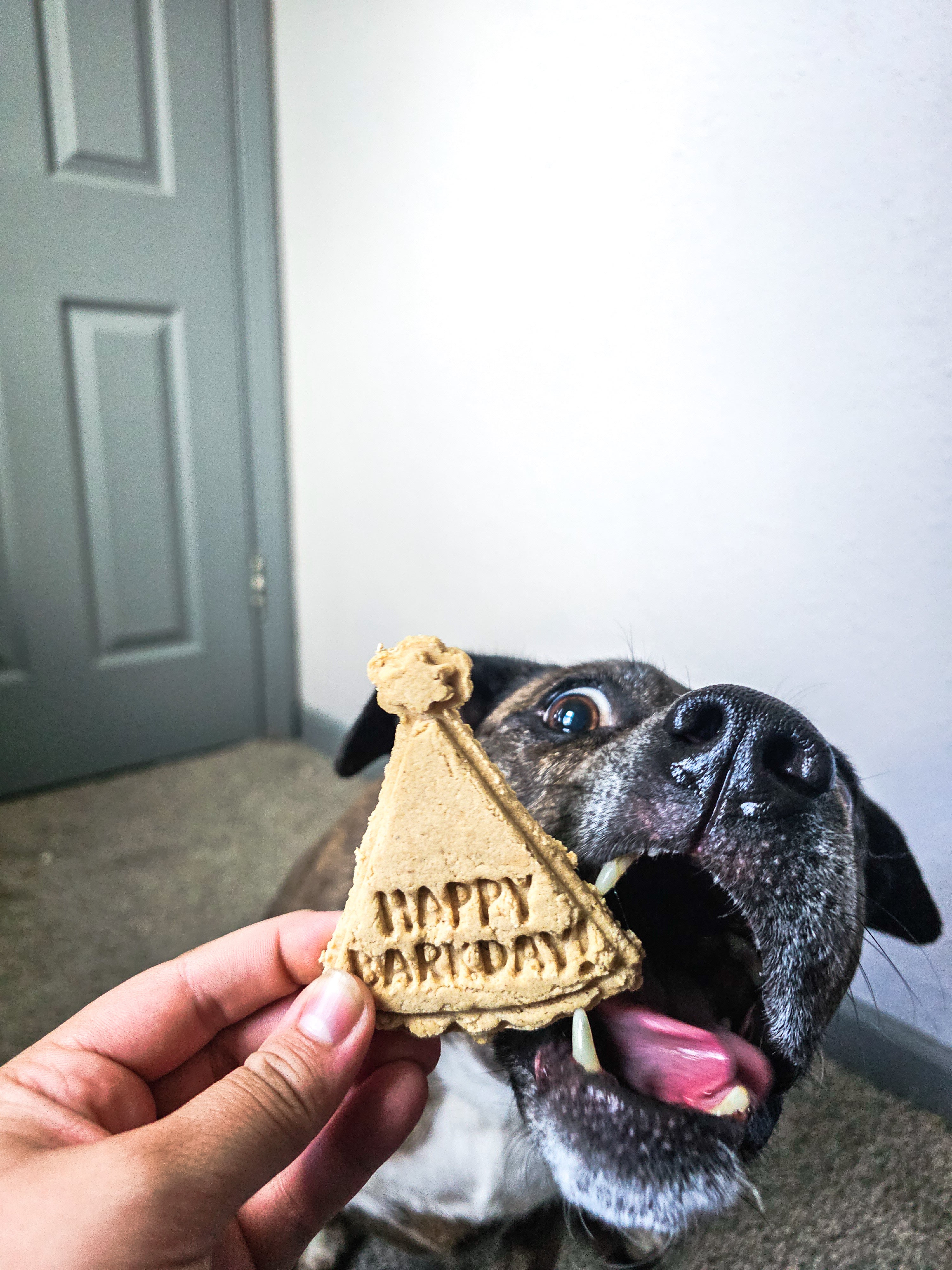 Happy Barkday 🎂
