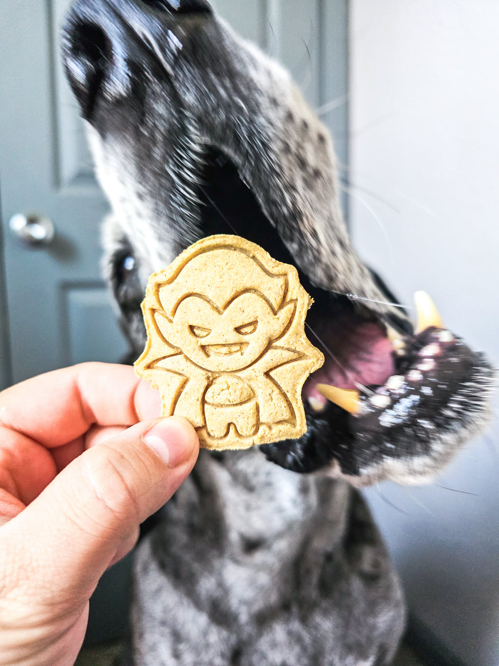 Bark-ula 🧛‍♂️