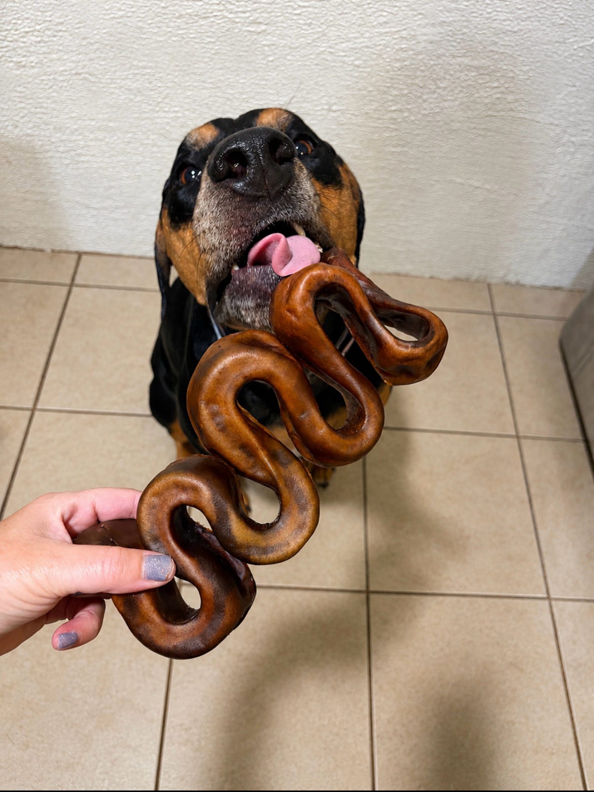 10-12" Beef Collagen Wavy Puzzler 🐮