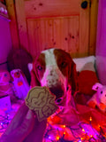 Bark-ula 🧛‍♂️