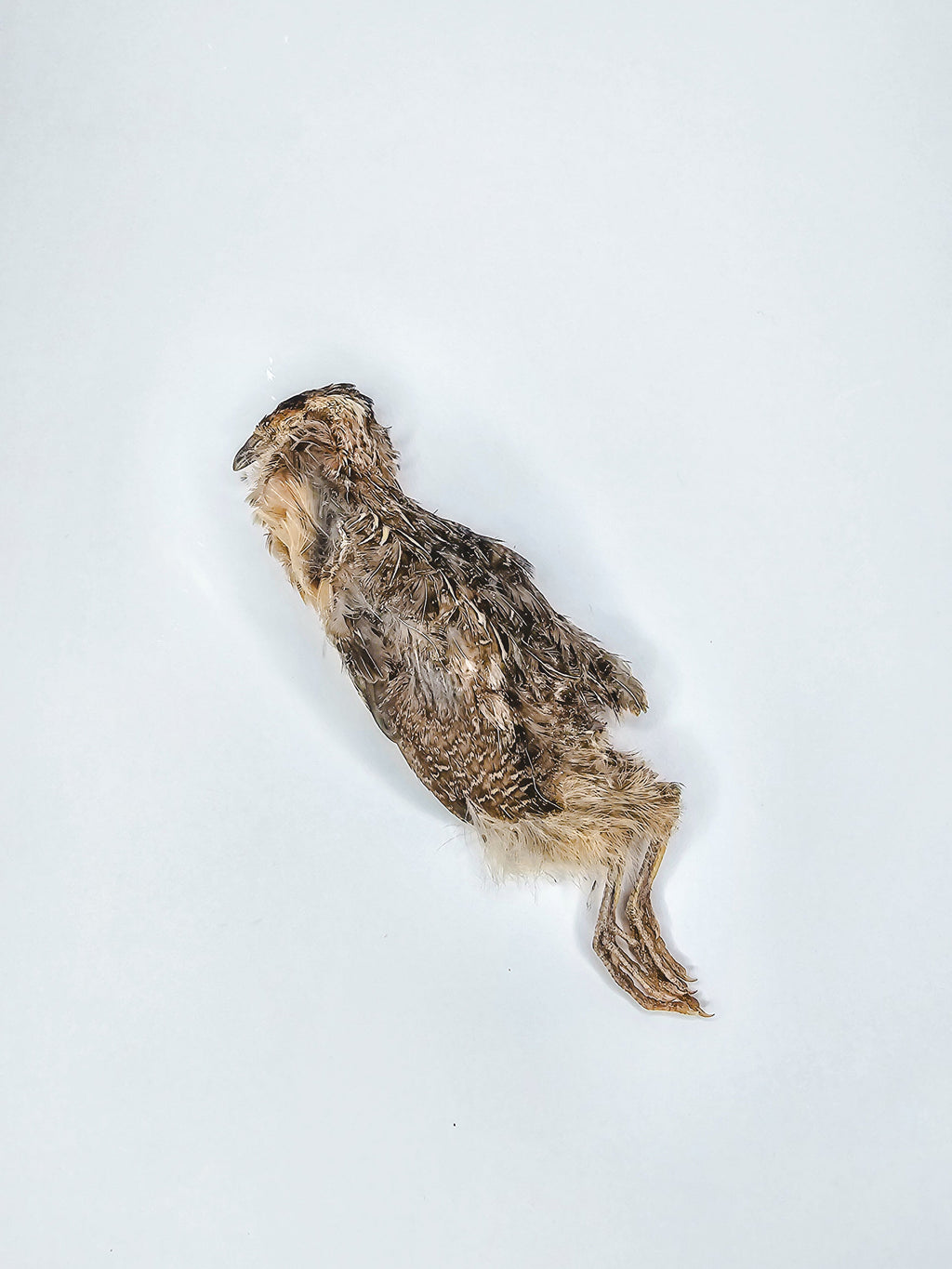 Large Whole Prey Quail 🪶