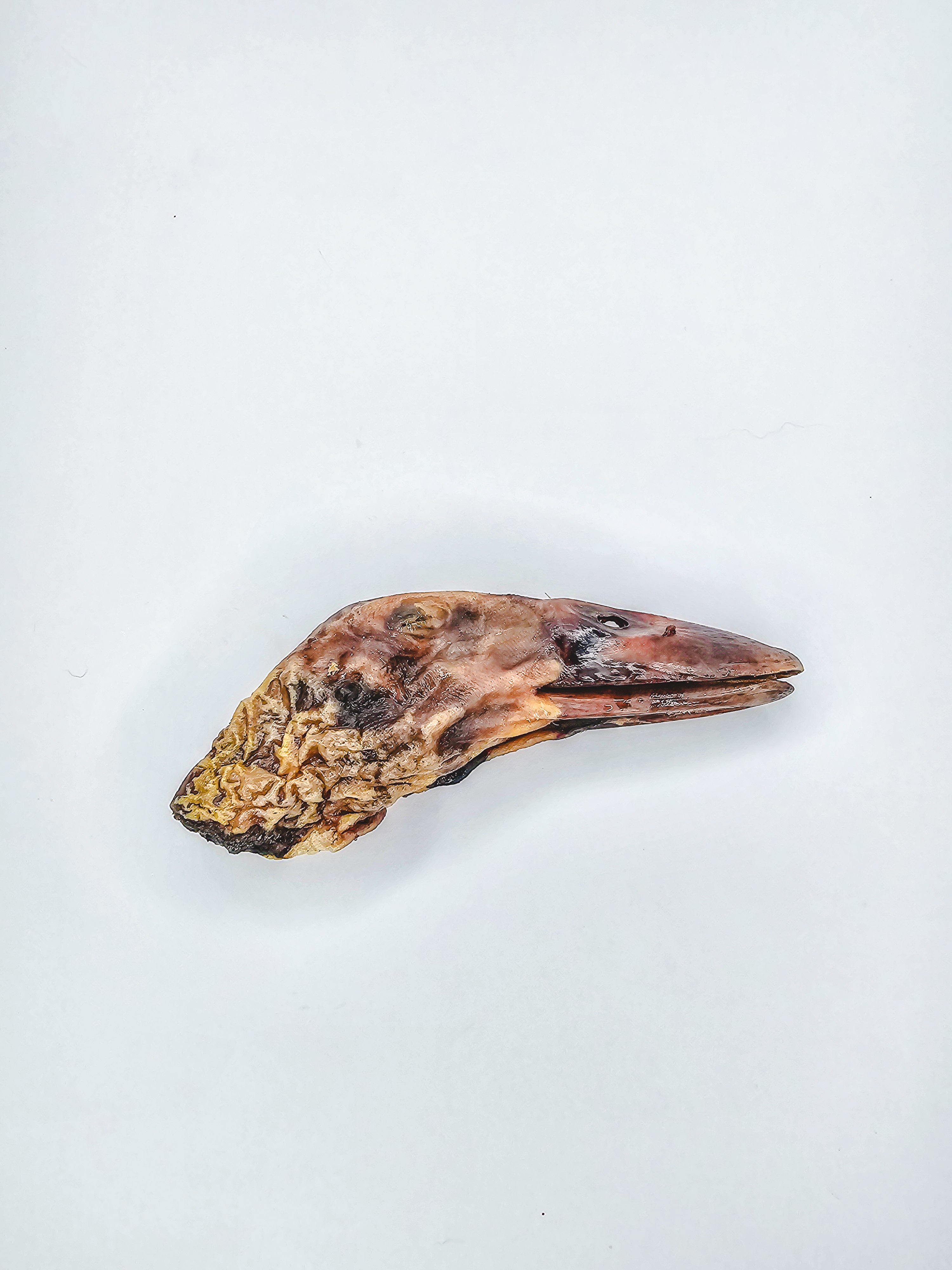 Duck Heads 🦆