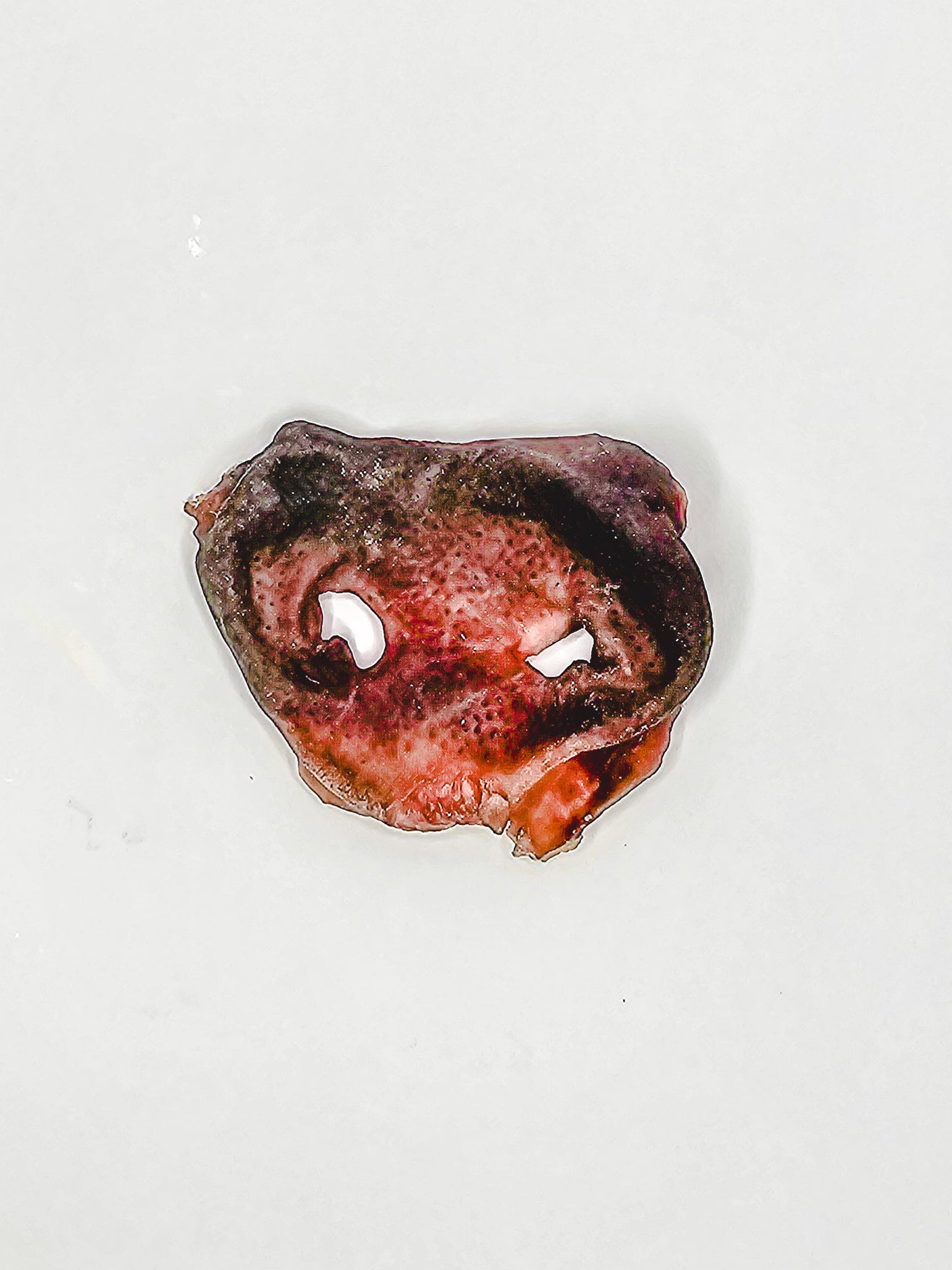 Pig Snout 🐽