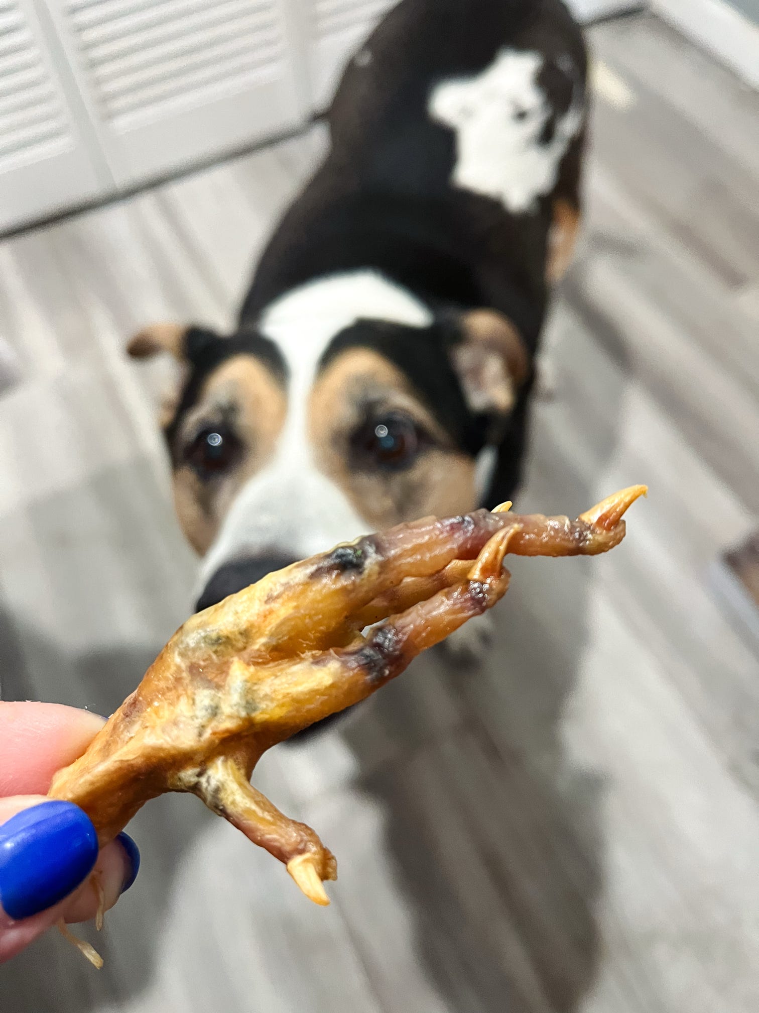 Chicken Feet 🐔